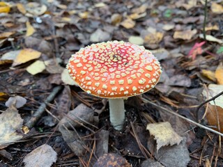 Toadstool mushroom in the autumn deciduous forest. Dangerous mushrooms among the leaves in the park. Concept: poisonous mushrooms, poison