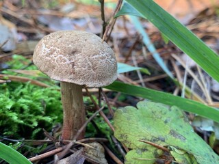 Edible mushroom in the autumn deciduous forest. Edible mushrooms among the leaves in the park. Concept: mushroom season