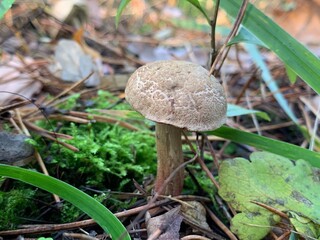 Edible mushroom in the autumn deciduous forest. Edible mushrooms among the leaves in the park....