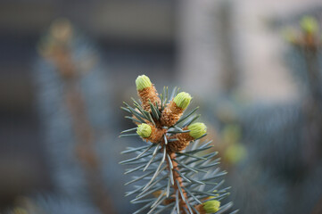 Young pine cone or fir cone in a conifer tree at a Christmas tree (blue spruce) farm. Background of Christmas tree branch