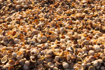 Background from small seashells on the seashore