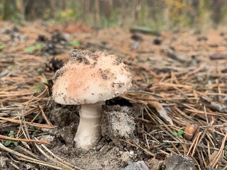 Toadstool mushrooms on in the autumn deciduous forest. Dangerous mushroom among the leaves in the park. Concept: poisonous mushrooms, poisoning