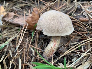 Edible mushroom in the autumn deciduous forest. Edible mushrooms among the leaves in the park. Concept: mushroom season