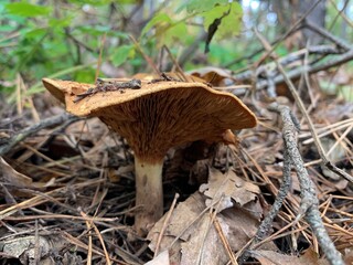 Toadstool mushroom in the autumn deciduous forest. Dangerous mushrooms among the leaves in the park. Concept: poisonous mushrooms, poisoning