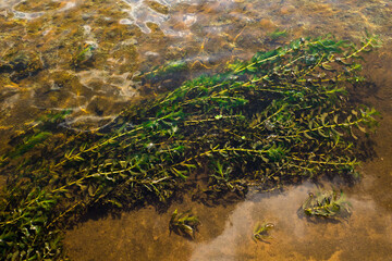 Beautiful algae in the water. Shortbread bottom, water ripples.