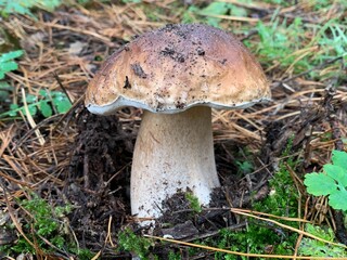 Fototapeta premium White mushroom in the autumn deciduous forest. Edible mushrooms among the leaves in nature. Concept: mushroom season, noble mushrooms