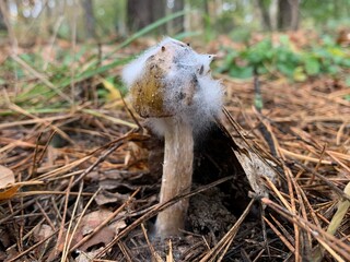 Toadstool mushroom in the autumn deciduous forest. Dangerous mushrooms among the leaves in the park. Concept: poisonous mushrooms, poison