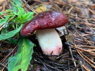 Edible mushroom in the autumn deciduous forest. Edible mushrooms among the leaves in the park. Concept: mushroom season