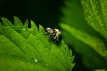 Tierliebe 