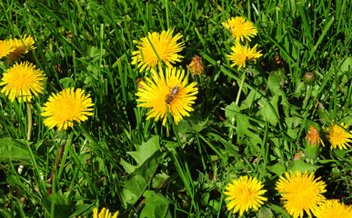 A close-up of a bee friendly green lawn with blooming yellow dandelions with a honey bee on a flower collecting pollen.