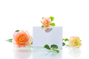 pink beautiful summer roses with blank letterhead for text