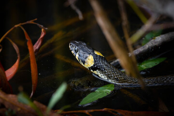 Schlange im Wasser