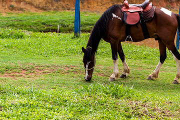 Black white brown horse on a farm with river