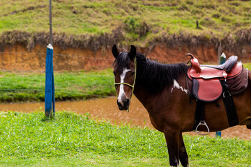 Black white brown horse on a farm with river