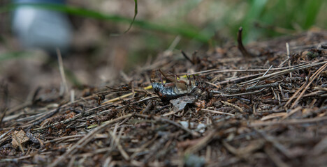 Large beetle surrounded by ants in an anthill close-up.
