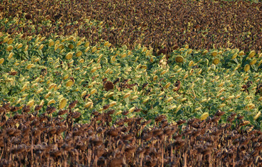 Obraz premium field of sunflowers dead and alive