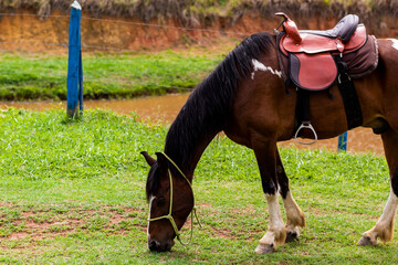 Black white brown horse on a farm with river