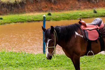 Black white brown horse on a farm with river