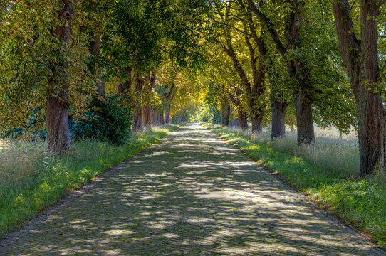 Allee