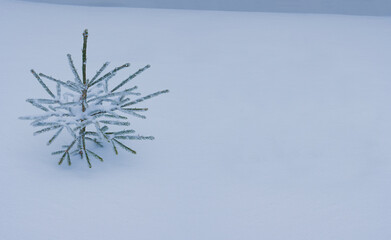 Fototapeta na wymiar Junger Tannenbaum im Schnee