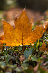 sunlit maple leaf