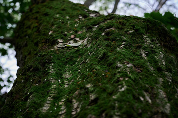 moss on a tree in the forest kiev ukraine macro