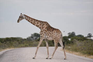 Große Giraffe überquert die Straße