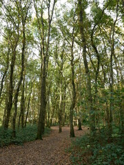 Obraz premium Autumn light on Trees