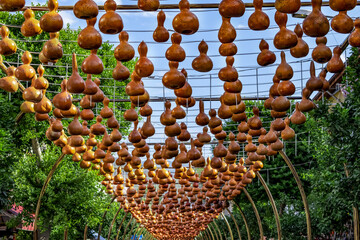 Lots of dried pumpkin lanterns on Hukumet Cd. Street in Alanya (Turkey). Texture of yellow-orange shell of the winter squash, outdoors