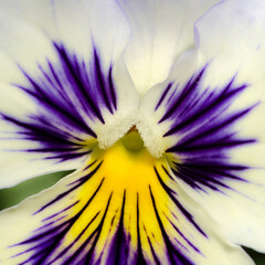 Pansy flower macro shot