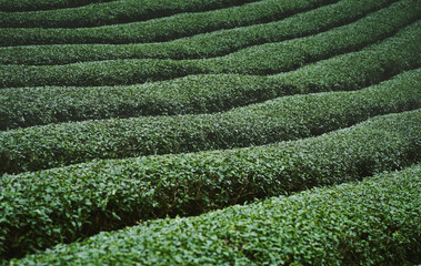 Tea plantation at Doi Mae Salong, Chiang Rai, Thailand.