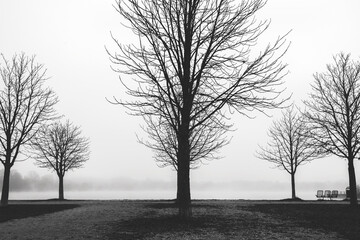 Naklejka premium trees at a lake on a foggy day