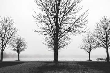 trees at a lake on a foggy day