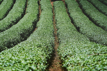 Tea plantation at Doi Mae Salong, Chiang Rai, Thailand.