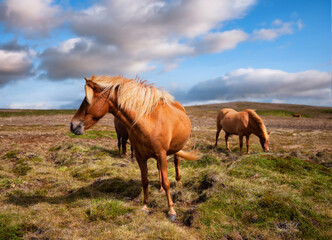 Obraz na płótnie Canvas Horse and pony on the Westfjord in Iceland. Composition with wild animals. Classic icelandic landscape in the summer season. Travel image