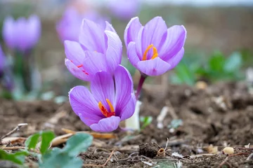 Fotobehang Krokus Saffron crocus flowers on ground, Delicate purple plant field  © Rawf8