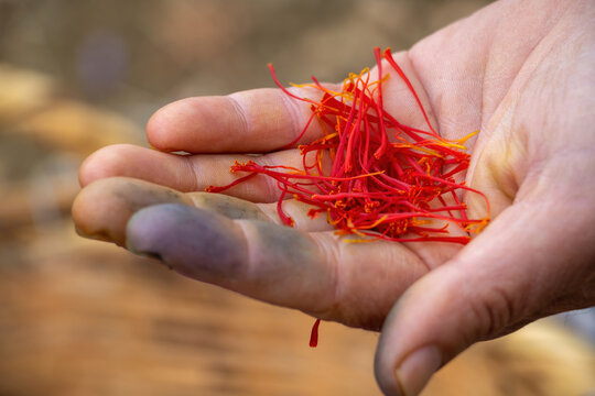Crocus sativus commonly known as saffron crocus threads in a worker hand palm