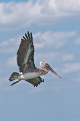 bottom view, very far distance of a brown pelican flying over tropical waters of gulf of Mexico on a sunny morning