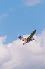 bottom view, very far distance of a brown pelican flying over tropical waters of gulf of Mexico on a sunny morning