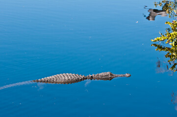 side view of a stealthy alligator moving slowly toward a next meal in a topical pond on a sunny day in national park