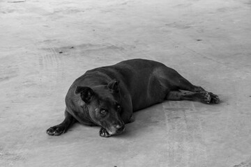 A black and white photo of a black dog lying on the cement floor.