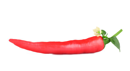 Pepper bitter isolated on white background