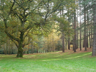 Fototapeta premium dappled light through trees