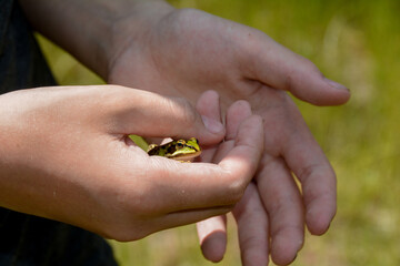 Small green frog in the hands of a human in the nature