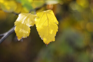 Autumn bright foliage in the park close-up