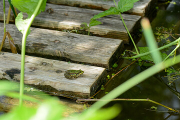 Green frog sunbathing on a wooden plank in the pond