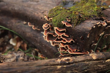 plate-shaped mushrooms that grow from a dry beech log