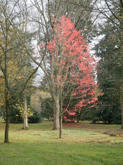 Gemini Tree