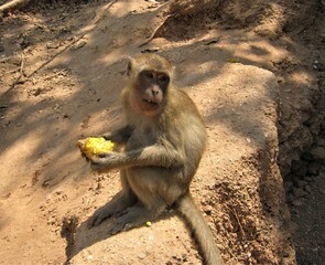 A macaque sits on a mountain and eats corn