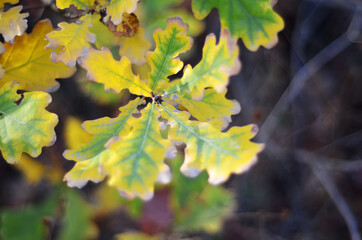 Autumn bright foliage in the park close-up